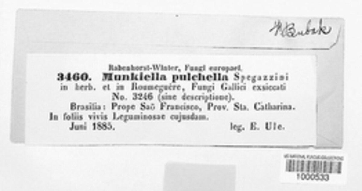 Dothidea pulchella image